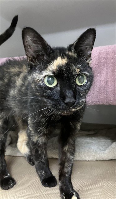 MYSTIC - Domestic Short Hair for adoption in Boston