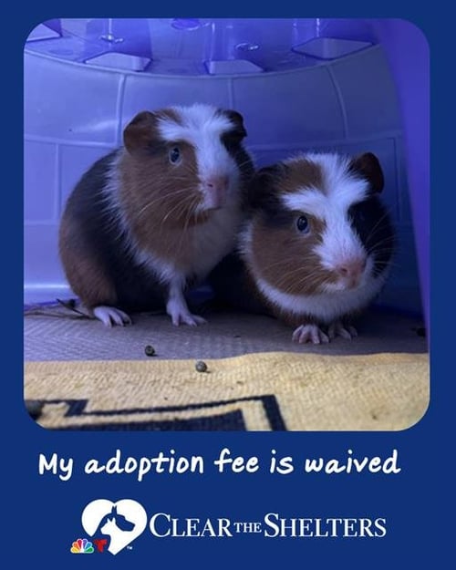 MR. PEABODY - Guinea Pig available for adoption