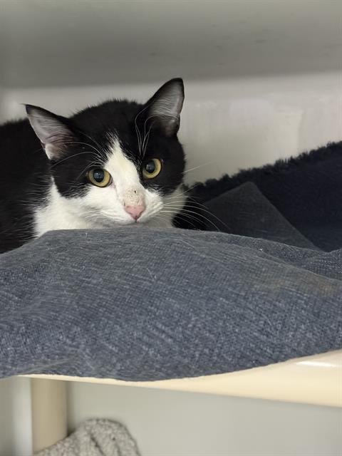 PEPPY - Domestic Short Hair for adoption in Cambridge