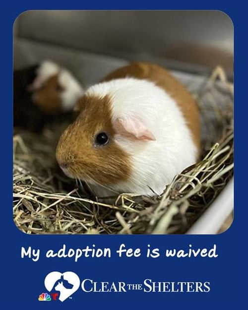 PICKLES - Guinea Pig available for adoption