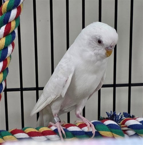 MAHGI - Parakeet - Other available for adoption