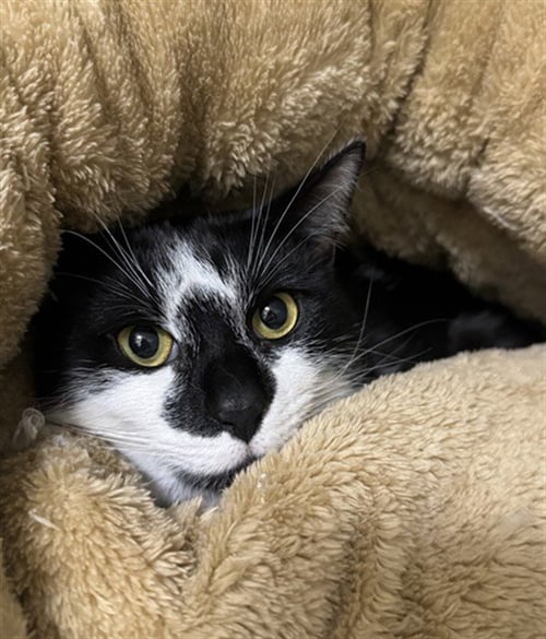 CJ - Domestic Short Hair available for adoption