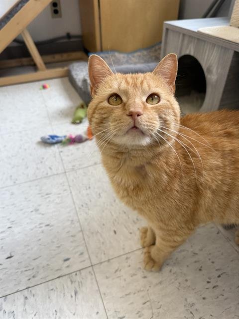 CUPID - Domestic Short Hair available for adoption