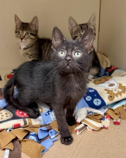 HERSHEY - Domestic Short Hair available for adoption