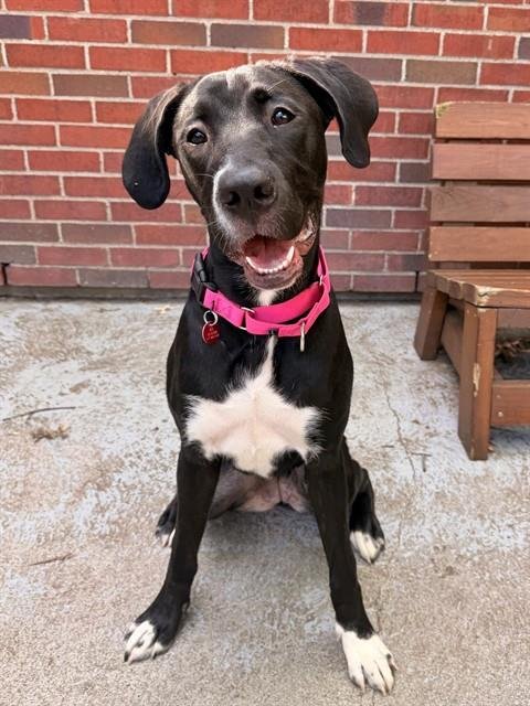 ANGEL - Great Dane / Labrador Retriever for adoption in Cambridge