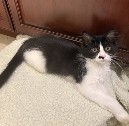 CUCUMBER SANDWICH - Domestic Long Hair for adoption in Boston