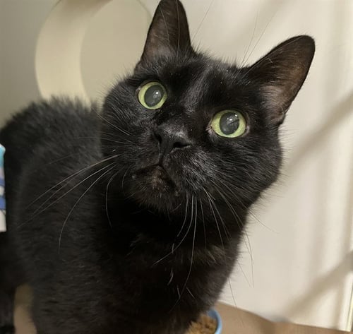 MANDELA - Domestic Short Hair for adoption in Boston