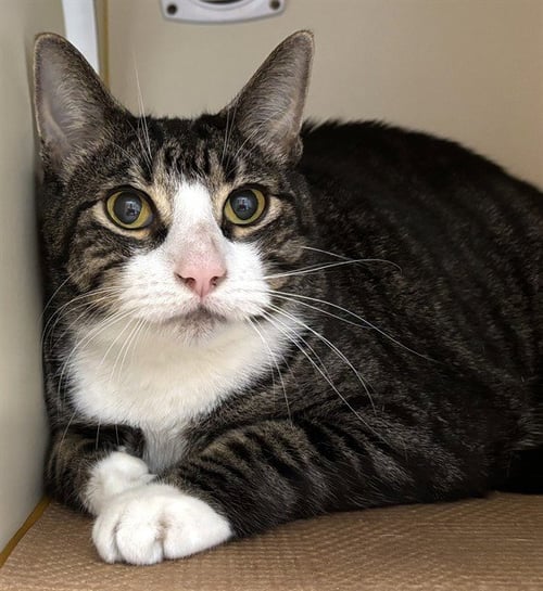 BUZZ - Domestic Short Hair available for adoption
