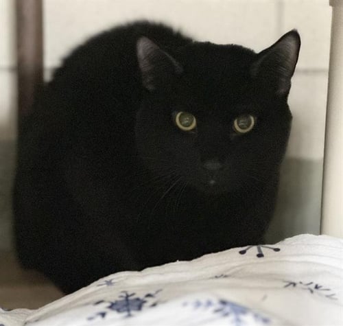 PONCHO - Domestic Short Hair available for adoption