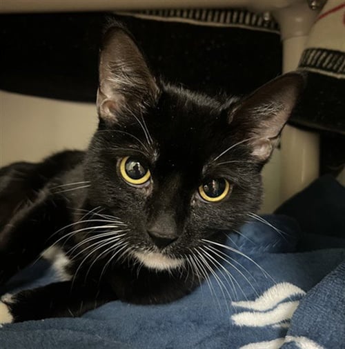 MEECH - Domestic Short Hair available for adoption