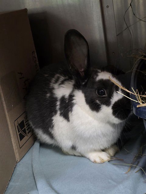 BUTCH - English Spot available for adoption