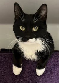 PSEUDOSCIENCE - Photo 1