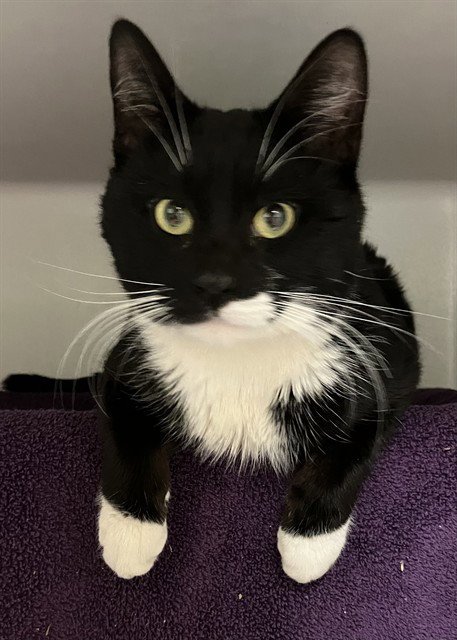 PSEUDOSCIENCE - Domestic Short Hair available for adoption