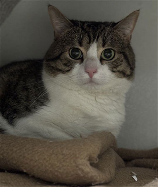 MEGA - Domestic Short Hair available for adoption