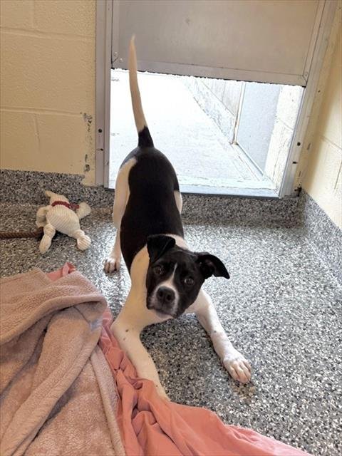 CARRIE - Labrador Retriever available for adoption