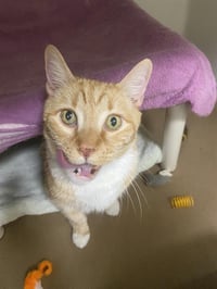 KITTY KITTY ORANGE - Photo 1