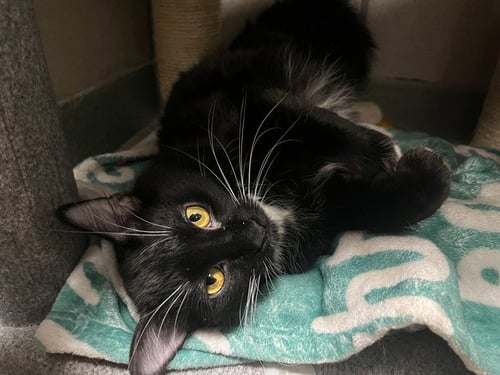 IVY - Domestic Long Hair available for adoption