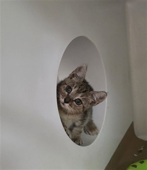 WIZARD - Domestic Short Hair for adoption in Cambridge