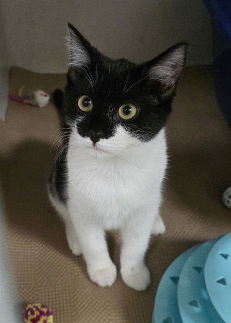 LETTUCE - Domestic Short Hair available for adoption