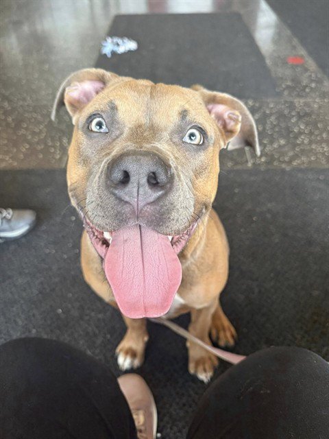 JUNE BUG - Cane Corso Mastiff for adoption in Cambridge