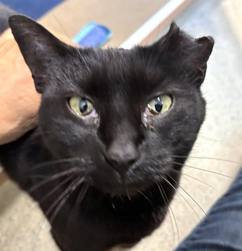 COOKIE - Domestic Short Hair available for adoption