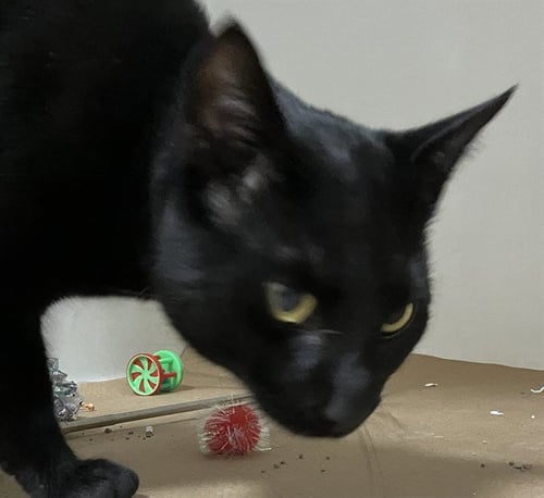 ASTRO - Domestic Short Hair available for adoption