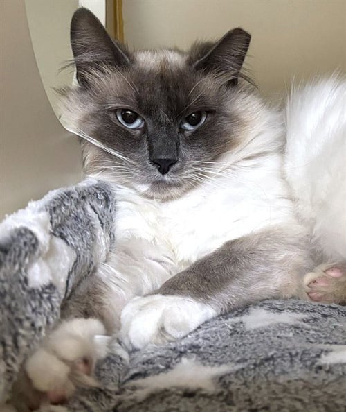 PRINCE - Domestic Long Hair available for adoption