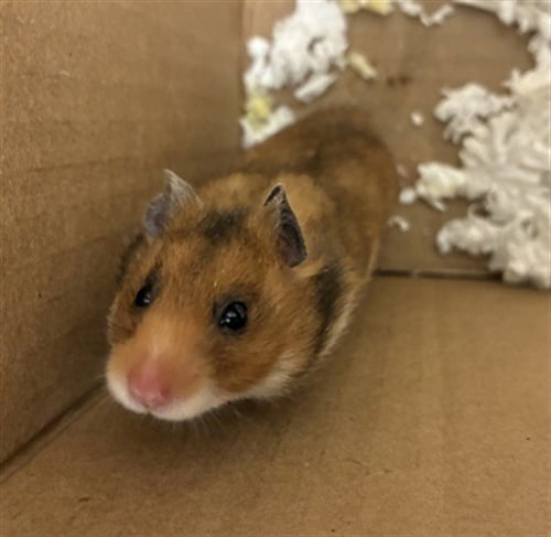 PRADA - Hamster available for adoption
