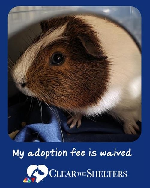 HURLEY - Guinea Pig available for adoption