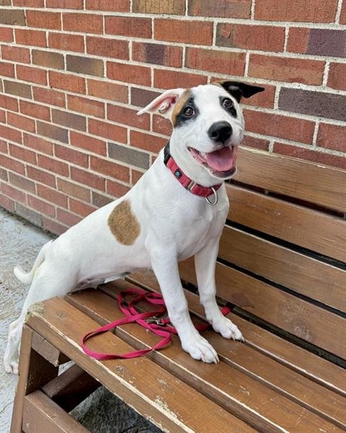 MARTA - Pit Bull Terrier for adoption in Cambridge