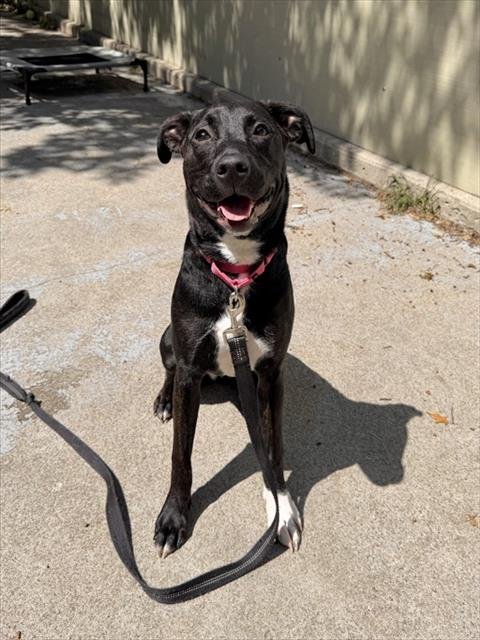 PRINCESS - Labrador Retriever / Staffordshire Bull Terrier available for adoption