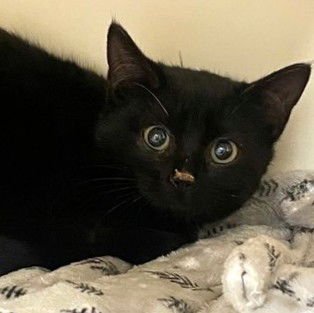 FORKLIFT - Domestic Short Hair available for adoption