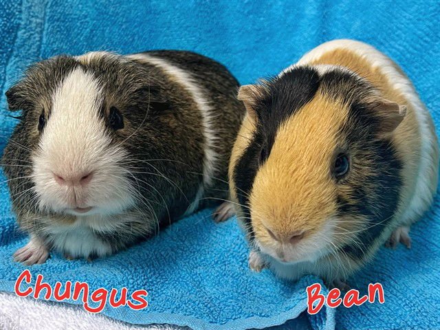 BEAN - Guinea Pig available for adoption