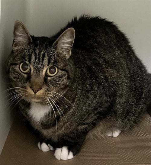 DIANA - Domestic Short Hair available for adoption
