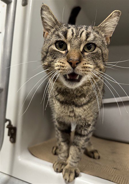 OLIVER - Domestic Short Hair available for adoption