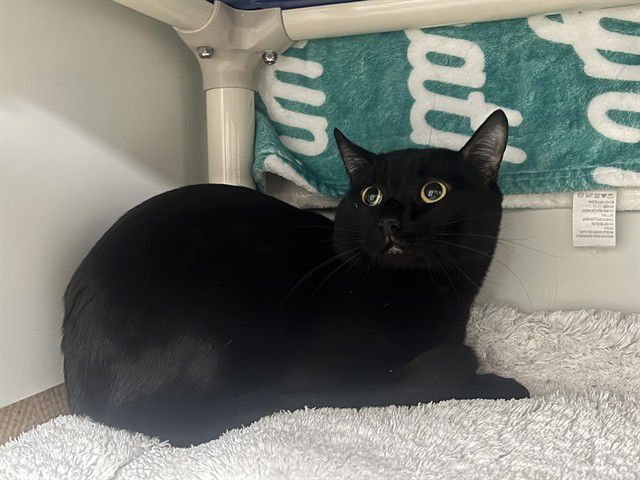 RYU - Domestic Short Hair available for adoption