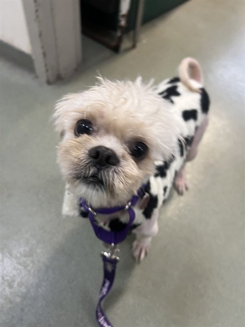 COWBOY - Shih Tzu available for adoption