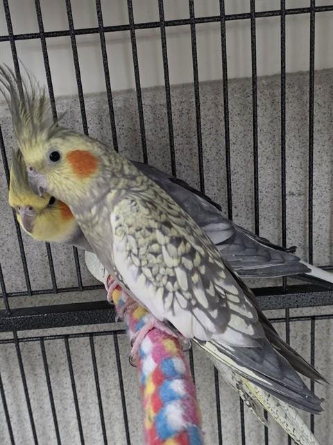ELAINE - Cockatiel available for adoption
