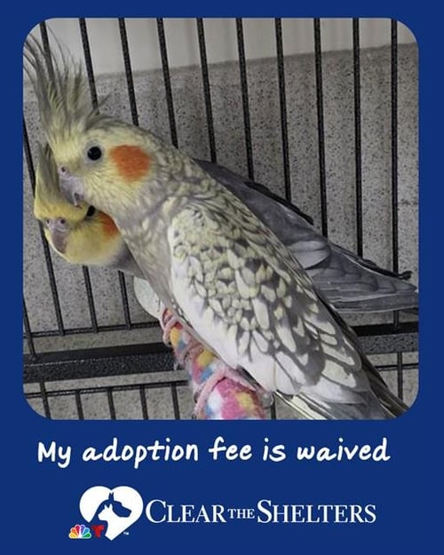 ELAINE - Cockatiel available for adoption