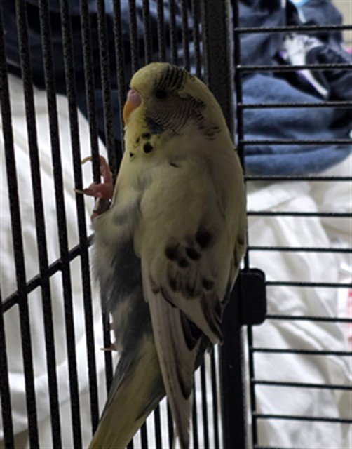 SWEETUMS Image