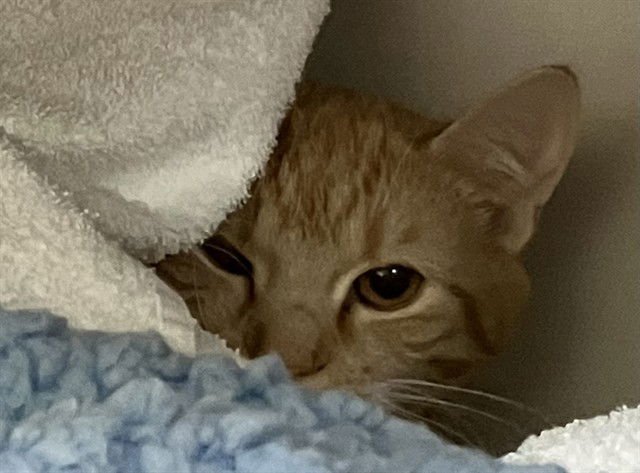 DREW - Domestic Short Hair available for adoption