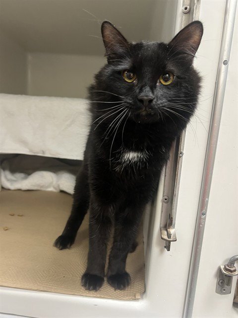 HANDSOME - Domestic Long Hair available for adoption