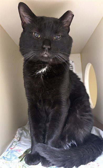 RONALD - Domestic Short Hair available for adoption