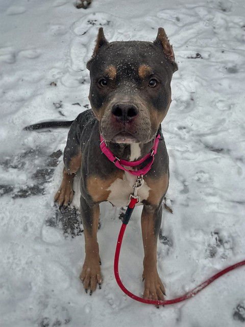 DEMI - Pit Bull Terrier available for adoption