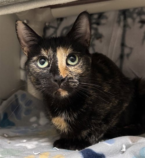 MERRY - Domestic Short Hair available for adoption