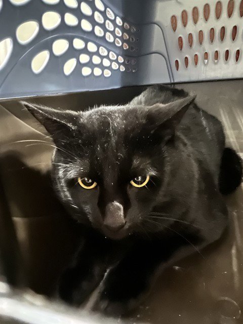 BEN 10 - Domestic Short Hair for adoption in Boston