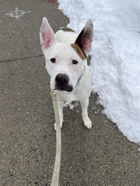 BAILEY - Pit Bull Terrier / German Shepherd Dog available for adoption