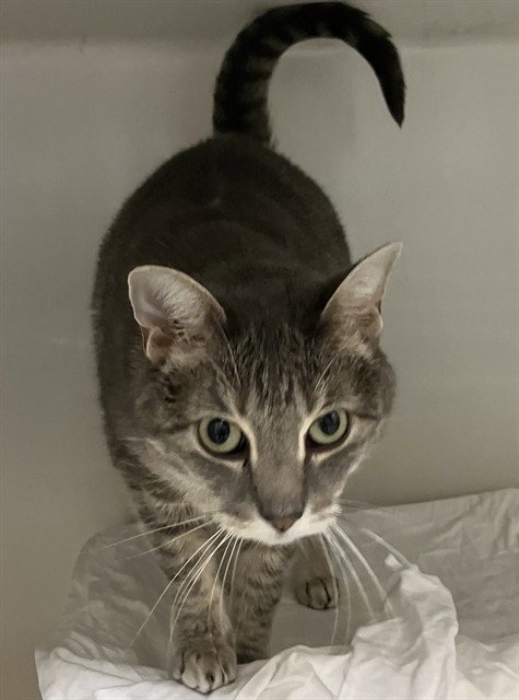 JO JO - Domestic Short Hair for adoption in Boston