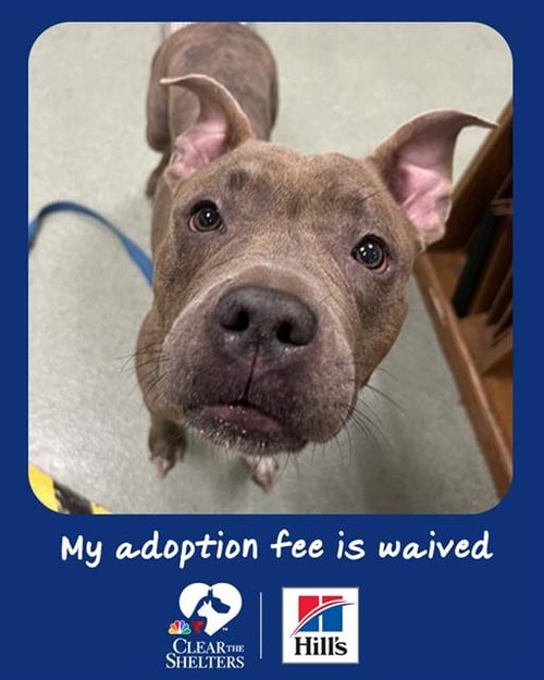RUBY - Pit Bull Terrier available for adoption