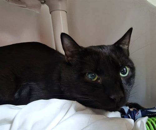 MARCUS - Domestic Short Hair for adoption in Boston